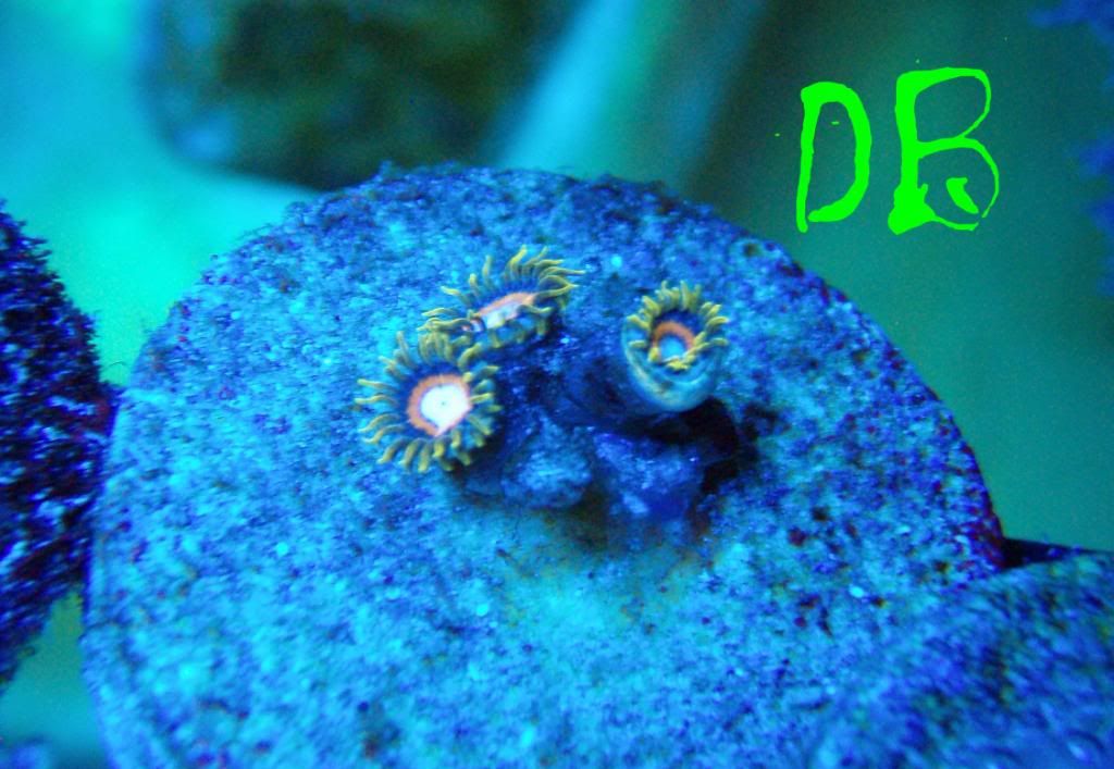 Jawbreaker Zoas..post your pics here REEF2REEF Saltwater and Reef